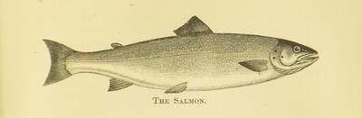 Fishing in American Waters, Genio C. Scott, 1869, 377, Salmon